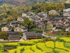 -桑洲油菜花景区