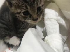 -致善宠物医院(体育路店)