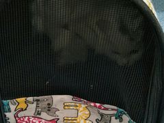 -伟伟宠物医院·CT影像中心·瑞派犬猫综合性门诊(汉口总院)