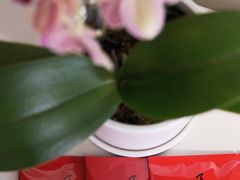 -王德传茶庄(上海新天地店)