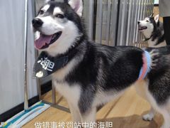-Husky Go! 哈士奇体验馆·宠物咖啡厅狗咖