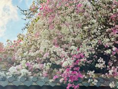 -深圳国际园林花卉博览园