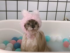 日本进口浴盐spa-BABYDOG宝贝狗宠物乐园(欧洲城店)
