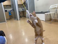 -芭比堂宠物医院·全科爱猫医院·仁德分院