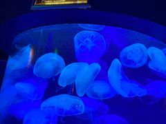 -太平洋海底世界