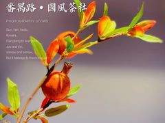 -醉西楼·国风茶社