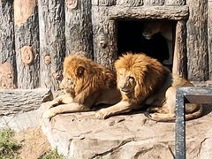 -大连森林动物园