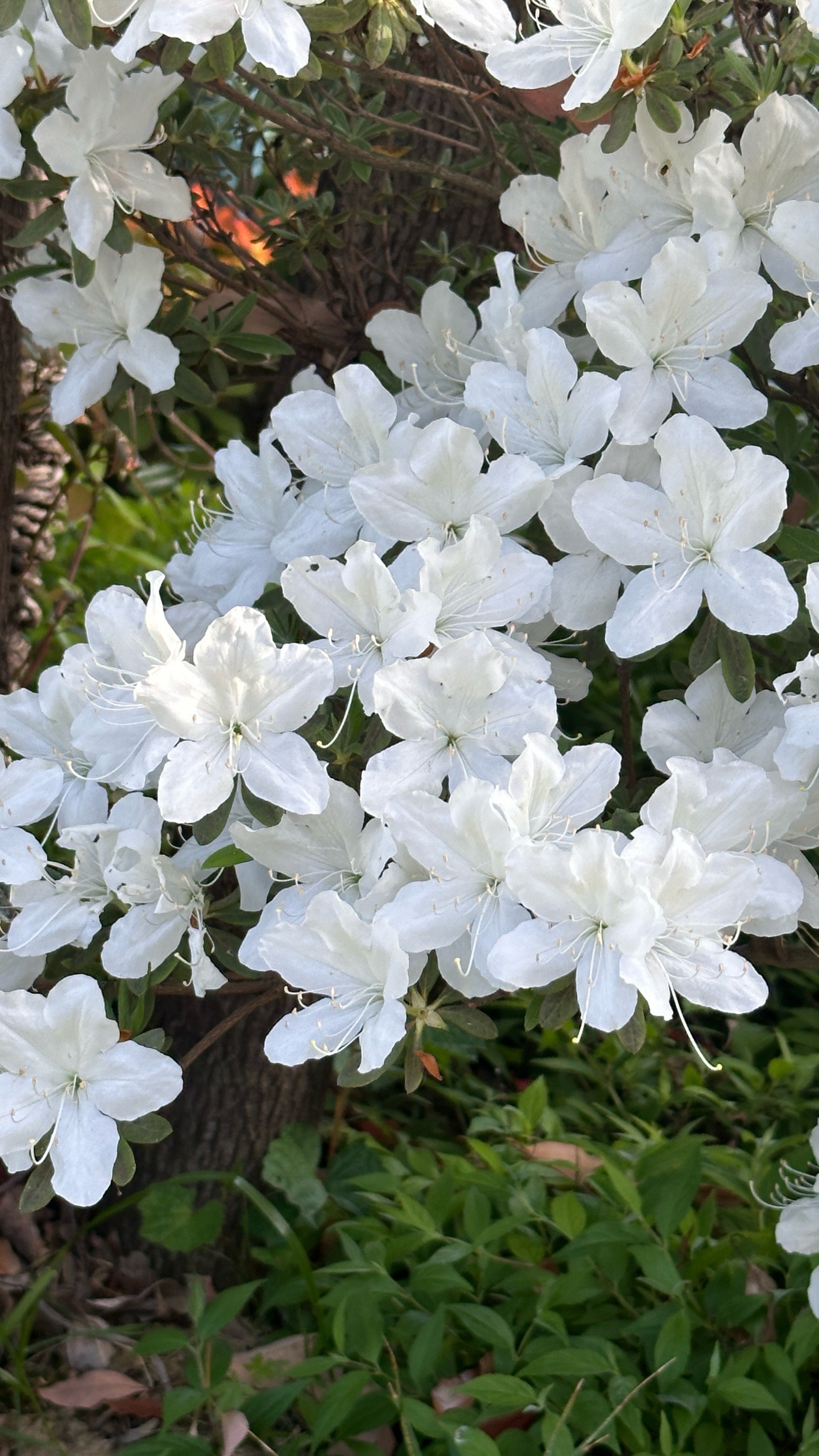 山上野生的白色的花图片