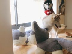 -Husky Go! 哈士奇体验馆·宠物咖啡厅狗咖