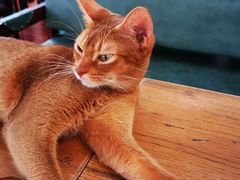 -猫小院猫主题咖啡厅(北锣店)