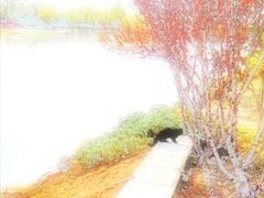 -大兴滨河森林公园