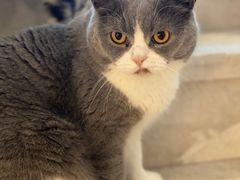 -Catmate·猫肥家润(金润铂宫店)