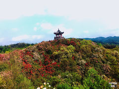 -贵州百里杜鹃风景名胜区