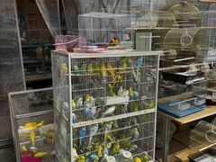 -中环花鸟鱼虫市场