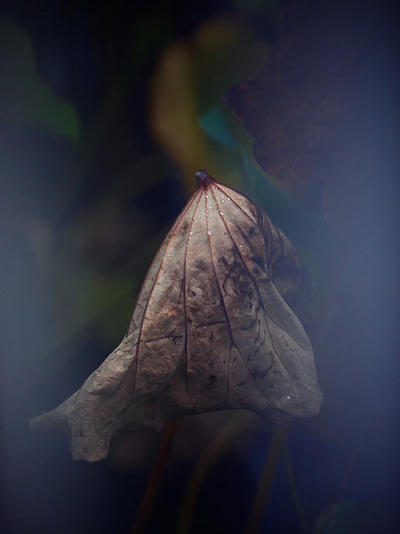 秋色渐浓……荷叶凋零🥀
#荷叶 #荷花摄影 #荷叶图片 #这里都是好