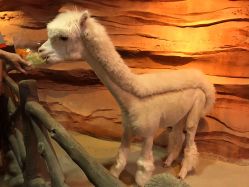 -酷嗒动物文化乐园(cutezoo西溪乐天城店)