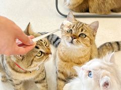 -共舞时光猫咖·狗咖(新街口店)