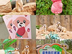 -青岛森林野生动物世界