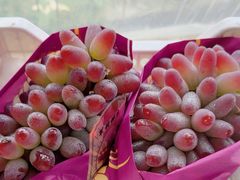 -马陆小张葡萄园农家乐