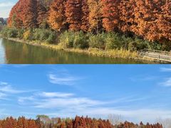 -溱湖国家湿地公园