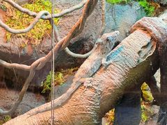 -帕帕拉兹宠物(亚洲旗舰店)