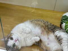 -青奢宠物·青奢猫舍