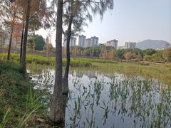 -飞来湖湿地公园