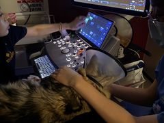 -御宝贝24h宠物医院·转诊中心·CT核磁血透中心(厦门总院)