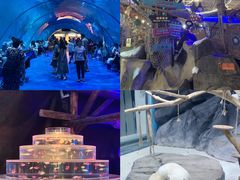 -海合安青岛极地海洋公园