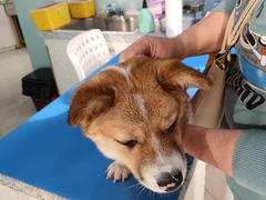 -瑞派申生动物医院·24H夜诊·国际动物医疗中心·骨外科(吴中路店)