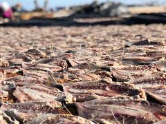 -尼甘布海鲜市场