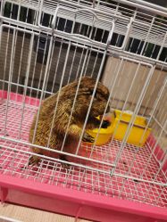 -Moni星球萌宠·小马宝莉·灵蛇·高端高阶全萌宠互动体验俱乐部(红豆国际广场店)