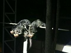 -清迈夜间动物园