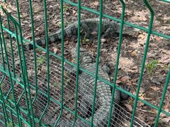 -中国扬子鳄村