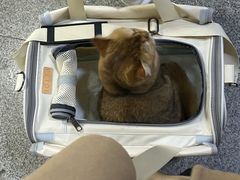 -爱洗澡的猫(望京店)