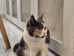 -楼上猫咖(罗湖店)