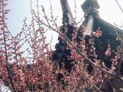 -香雪海