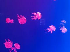 -福州罗源湾海洋世界旅游区