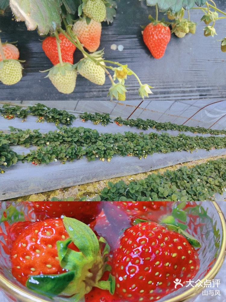 合肥采摘长丰草莓采摘开始咯