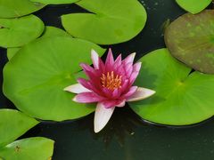 -莲花池公园