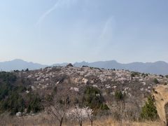 -白水寺森林公园