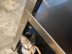 -水碾河肥兔火锅(水碾河店)