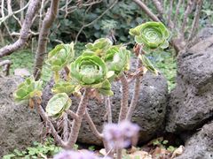 -墨尔本皇家植物园