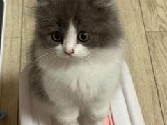 -欣宠猫屋·矮脚拿破仑·蓝金金渐层