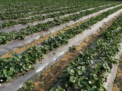 -会江钓鱼钓虾烧烤场