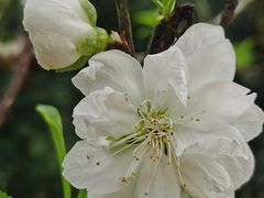 -南国桃园旅游度假区