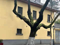 -陶记正宗德州扒鸡(科巷店)