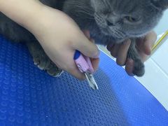 -佳雯宠物医院(金华南路分院)