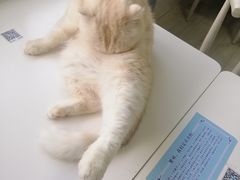 -喵的天空名猫咖啡馆·撸猫·猫舍·用品