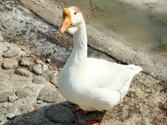 -栾川竹海野生动物园